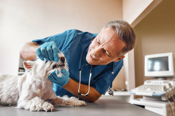 Best Emergency Dental Care for Abscessed Tooth in Dilley, TX